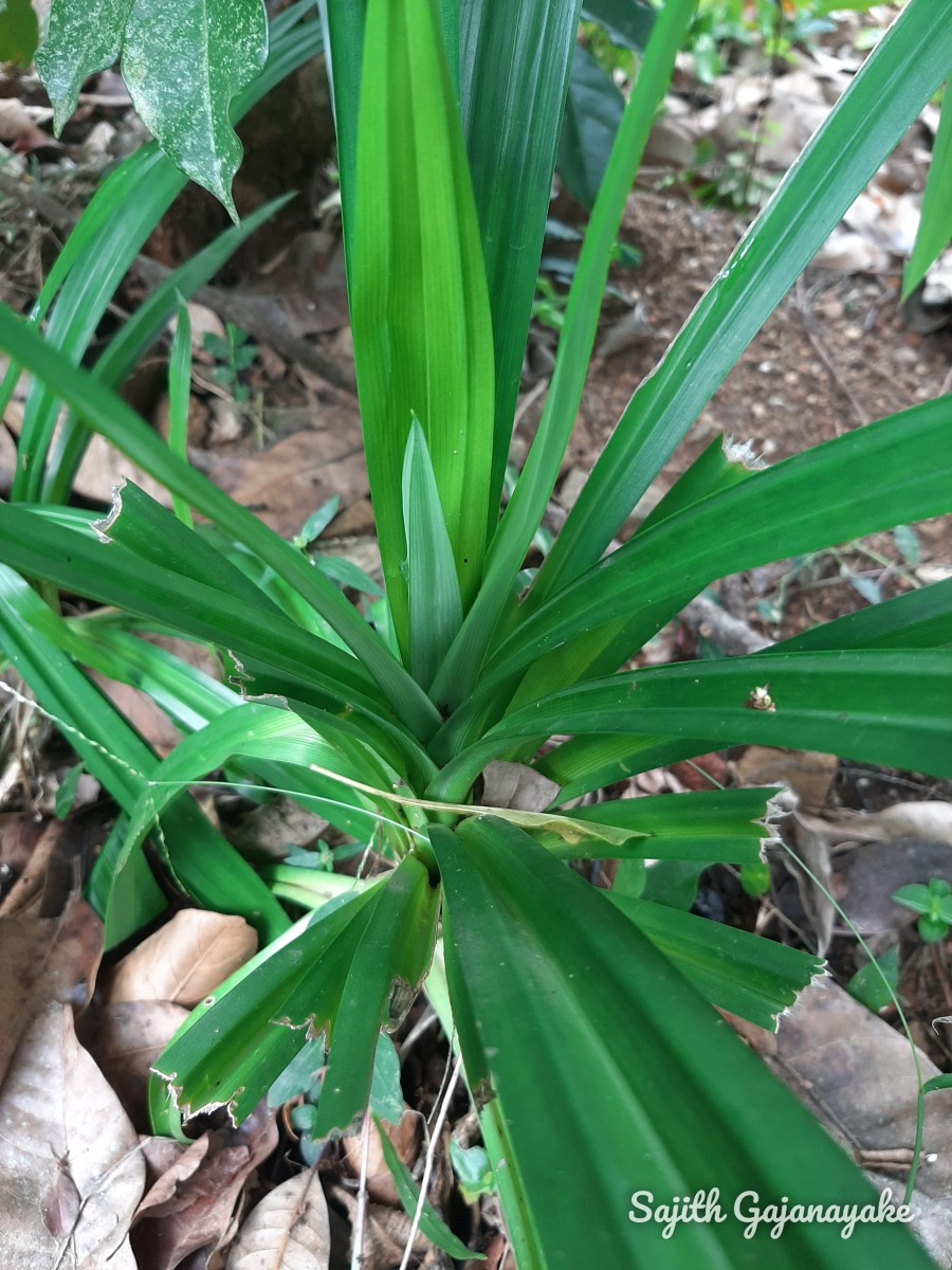 Pandanus amaryllifolius Roxb. ex Lindl.